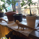 Illustration for article titled A Look Inside Japans Reptile Cafes